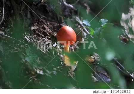 タマゴタケ 131462633