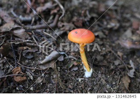 タマゴタケ 131462645