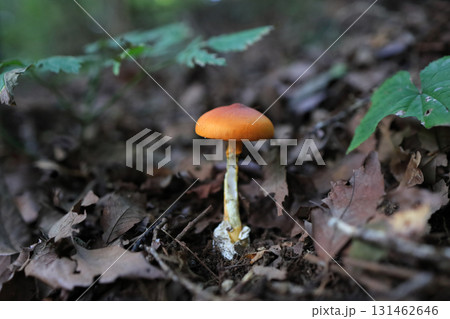 タマゴタケ 131462646