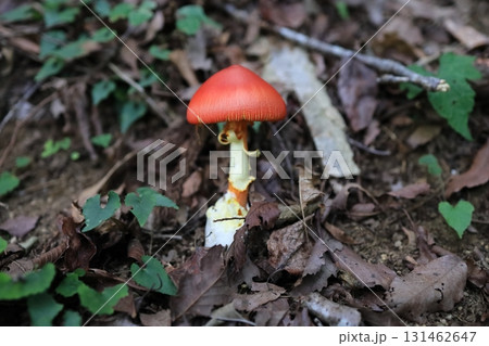 タマゴタケ 131462647