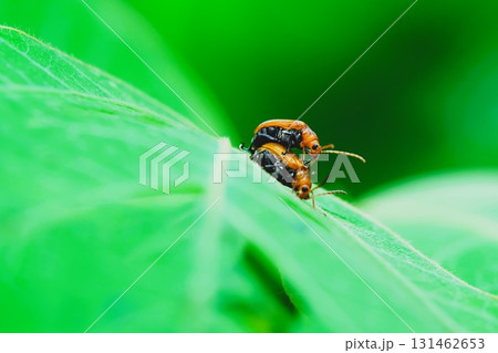 ウリハムシの交尾 131462653