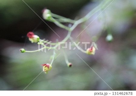 ヒナノウスツボ 131462678