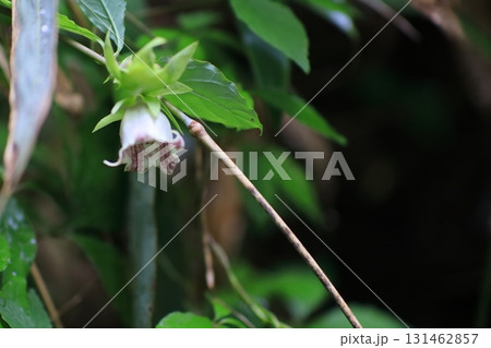 ツルニンジンの花 ツルニンジンの花 131462857