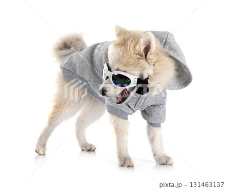 Pomsky in studio Pomsky in studio 131463137