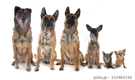 malinois and chihuahuas in studio malinois and chihuahuas in studio 131463138
