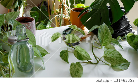 Plant rehabilitation. Table filled with houseplants and various plant care tools in a cozy indoor environment 131463358