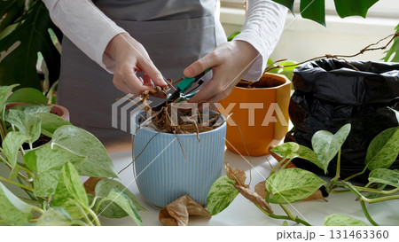 Woman caring for neglected plants, restoring and reviving sick houseplants. Plant rehabilitation Woman caring for neglected plants, restoring and reviving sick houseplants. Plant rehabilitation 131463360