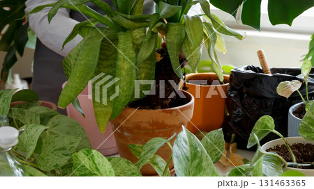 Plant rehabilitation. Woman caring for neglected plants, restoring and reviving sick houseplants 131463365