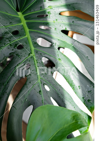 Monstera leaf with water drops and fresh tropical texture. Caring for houseplants 131463409