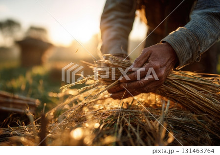 Farmers working in sunlit field hands touching crops Farmers working in sunlit field hands touching crops 131463764