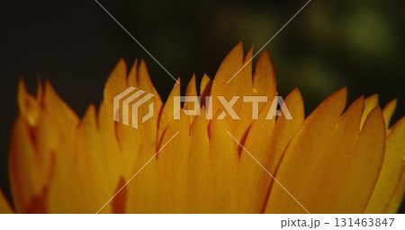 Orange Flower Of Calendula Officinalis. Medicinal Plant. petals close up details. Calendula officinalis, Mary's gold, common marigold, the pot marigold, Scotch marigold, or ruddles 131463847