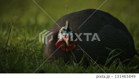 Guinea fowl grazing in summer grass. Guinea fowl, guineahen, are birds of the family Numididae in the order Galliformes. They are endemic to Africa and rank among the oldest of the gallinaceous birds Guinea fowl grazing in summer grass. Guinea fowl, guineahen, are birds of the family Numididae in the order Galliformes. They are endemic to Africa and rank among the oldest of the gallinaceous birds 131463849
