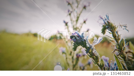 Focused View of Wildflower with Cyrtothyrea Insect Visitor Focused View of Wildflower with Cyrtothyrea Insect Visitor 131463852