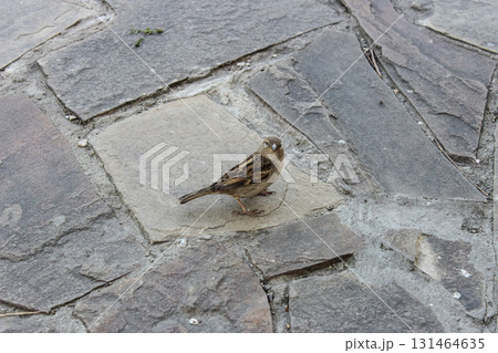 Small brown sparrow bird standing alertly on a textured grey stone pavement, looking directly into the camera, symbolizing urban nature 131464635