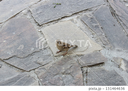 Small brown sparrow with patterned wings stands on rough stone path, looking at viewer, illustrating urban wildlife in natural outdoor setting 131464636