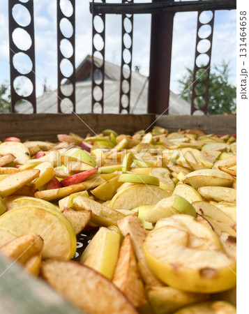 Freshly sliced apples spread for natural outdoor drying, symbolizing healthy homemade food preservation, rich autumn bounty, and traditional methods 131464658