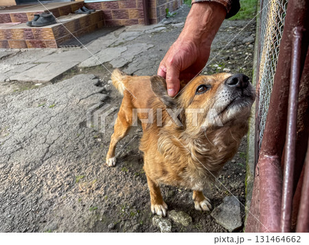 Brown domestic dog enjoys affectionate petting from a caring human hand, showcasing a loving pet animal bond, trust, and loyalty in an outdoor home environment Brown domestic dog enjoys affectionate petting from a caring human hand, showcasing a loving pet animal bond, trust, and loyalty in an outdoor home environment 131464662