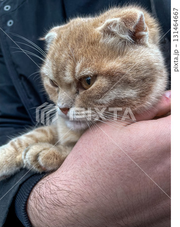 Adorable ginger Scottish Fold cat being gently held in a person's loving arms, reflecting dedicated pet care, animal welfare, and heartwarming companionship moments 131464667