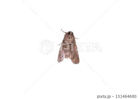 ハスモンヨトウの成虫 顔と腹部  131464680