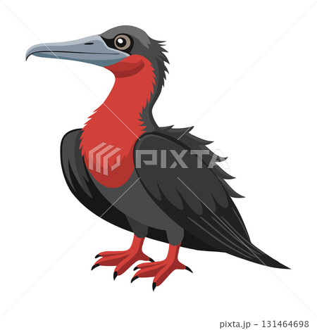 Frigate bird. Frigate Bird isolated on white background. Fauna. Illustration. Frigate bird. Frigate Bird isolated on white background. Fauna. Illustration. 131464698