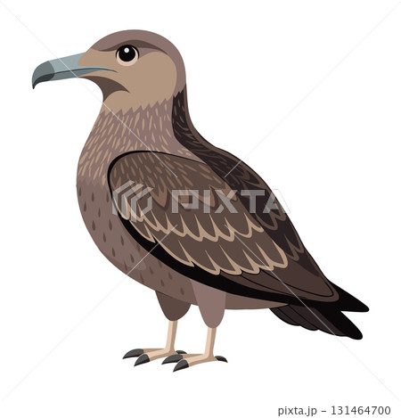 Great skua bird. Skua seabird isolated on white background. Fauna. Illustration. 131464700