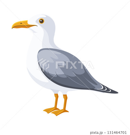 Seagull bird. Coastal gull bird isolated on white background. Fauna. Illustration. 131464701