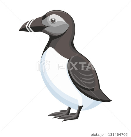 Northern seabird razorbill. Razorbill bird isolated on white background. Fauna. Illustration. Northern seabird razorbill. Razorbill bird isolated on white background. Fauna. Illustration. 131464705
