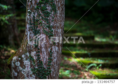 台湾 階段状 緑色 131464757