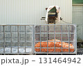 【北海道　人参の洗浄】 131464942