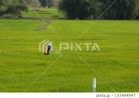 Man irrigating fields, agriculture concept Man irrigating fields, agriculture concept 131464947