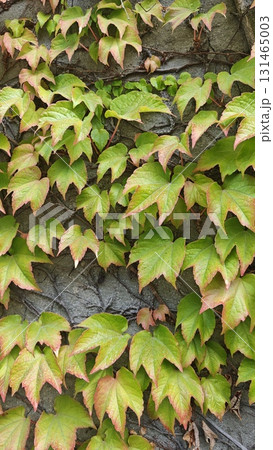 Close-up of ivy leaves turning red at the edges, climbing on a textured stone wall. 131465003