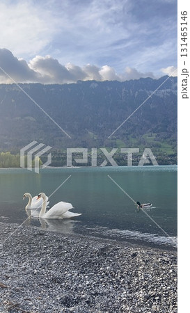ブリエンツ湖に浮かぶ白鳥 ブリエンツ湖に浮かぶ白鳥 131465146