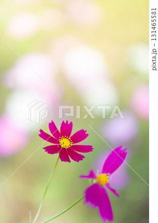 ピンク色のコスモス 131465581