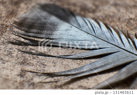 Close view of a delicate feather on a textured surface Close view of a delicate feather on a textured surface 131465611