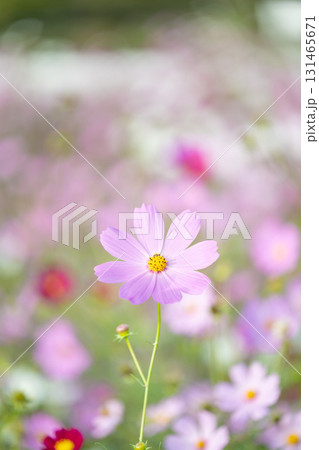 一輪のピンクコスモスとコスモス畑 131465671
