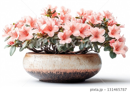 Floral decoration. Azalea bush is growing in vintage rural pot with fleshy leaves and flowers. Blooming plant on a white background. Floral decoration. Azalea bush is growing in vintage rural pot with fleshy leaves and flowers. Blooming plant on a white background. 131465787
