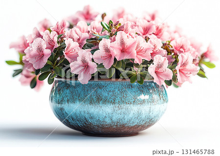 Home design. Azalea bush is growing in vintage rural pot with fleshy leaves and flowers. Blooming plant on a white background. 131465788