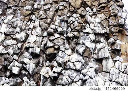 surface of rock with seagulls in Pacific ocean surface of rock with seagulls in Pacific ocean 131466099