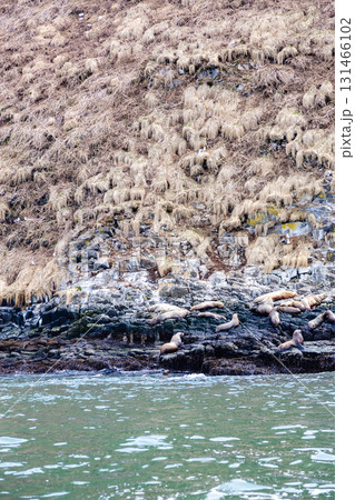 seals on shore of island in Pacific ocean 131466102