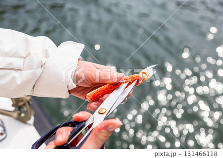 woman cuts leg of caught crab with scissors 131466118