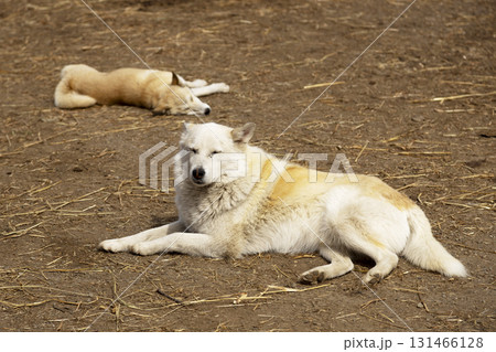 two sleeping dogs in yard of rural farm, Kamchatka two sleeping dogs in yard of rural farm, Kamchatka 131466128