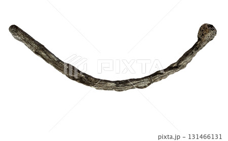 completely burnt household wooden match isolated 131466131