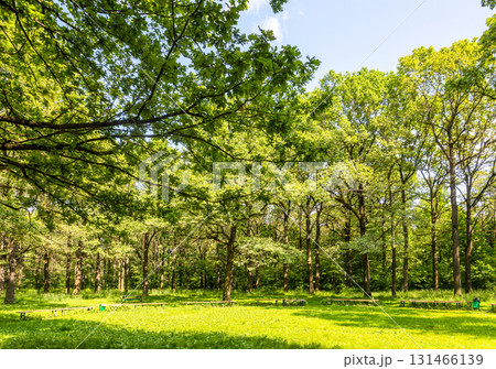 clearing with benches in oak grove of city park 131466139