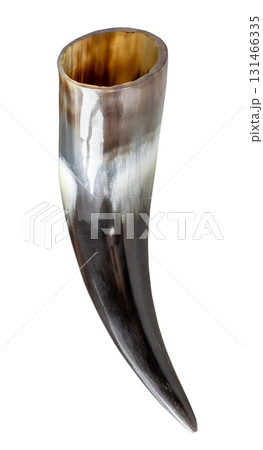 empty polished natural cow horn isolated 131466335
