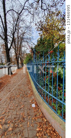 Autumn Strasbourg street with blue iron fence, leaves and red berries and brown leaves. Mobile photography, real phone snapshot Autumn Strasbourg street with blue iron fence, leaves and red berries and brown leaves. Mobile photography, real phone snapshot 131466995