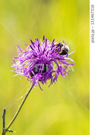 A bee gathers pollen from a vibrant purple flower against a soft green background. Sunlight highlights the bee and the flower's intricate details, showcasing nature. A bee gathers pollen from a vibrant purple flower against a soft green background. Sunlight highlights the bee and the flower's intricate details, showcasing nature. 131467316