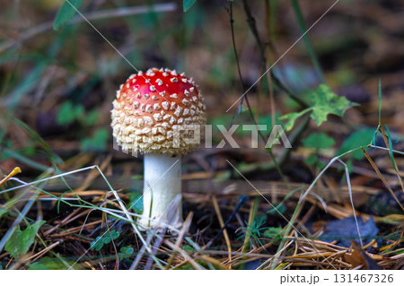 Red Toadstool in close-Up view in natural environment of autumn forest. 131467326