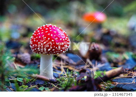 Red Toadstool in close-Up view in natural environment of autumn forest. 131467345