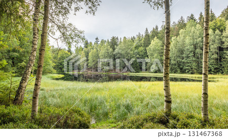 Landscape of Adrspach-Teplice Rocks area, in Hradec Kralove Region in the Czech Republic, Europe. The Black Pond, serene lakeside view with birch trees framing a tranquil forest scene. 131467368