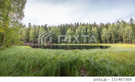 Landscape of Adrspach-Teplice Rocks area, in Hradec Kralove Region in the Czech Republic, Europe. The Black Pond, still lake reflects dense forest canopy surrounded by tall, green grass. 131467369